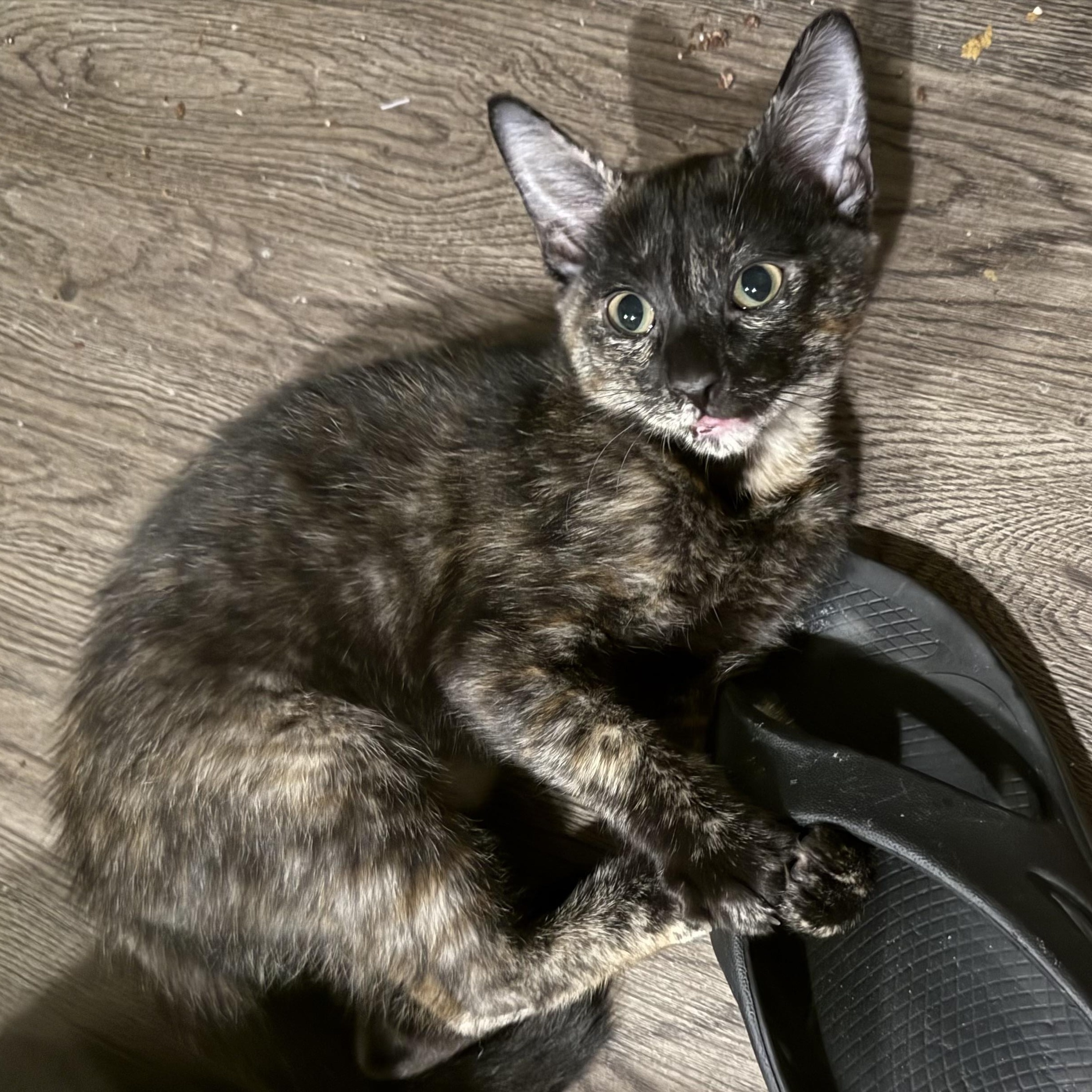 Sparrow, a Adopted Domestic Short Hair in Baton Rouge, LA image 4/6