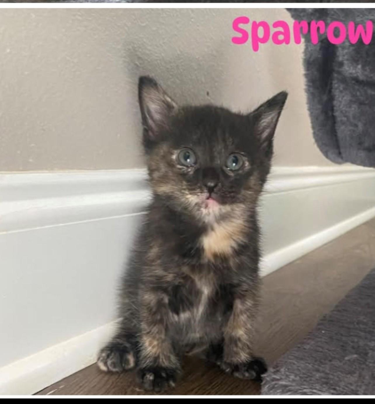 Sparrow, a Adopted Domestic Short Hair in Baton Rouge, LA image 5/6