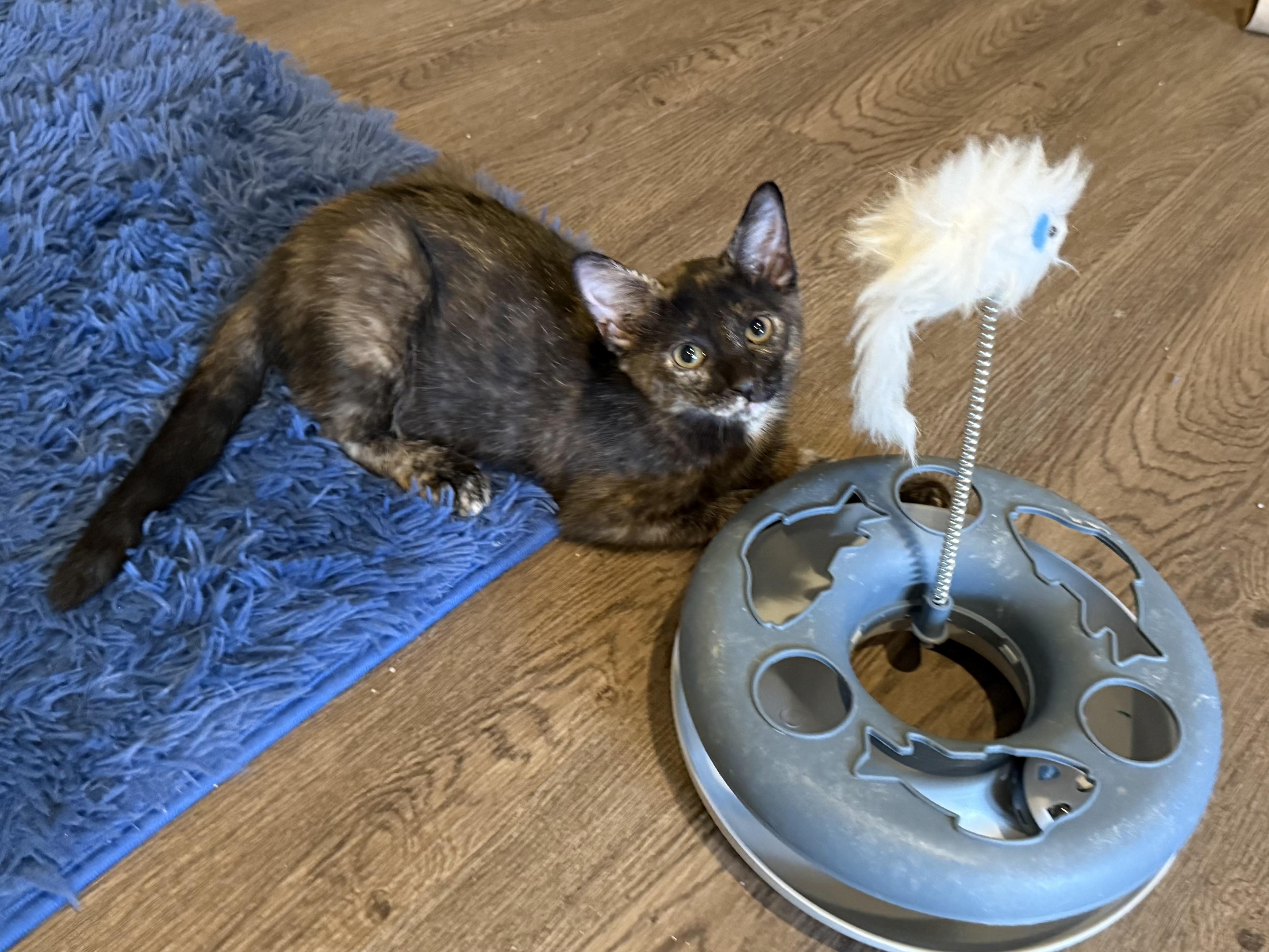 Sparrow, a Adopted Domestic Short Hair in Baton Rouge, LA image 6/6