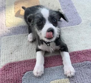 Smucker, Adoptable, Puppy Male Cairn Terrier & Chihuahua.