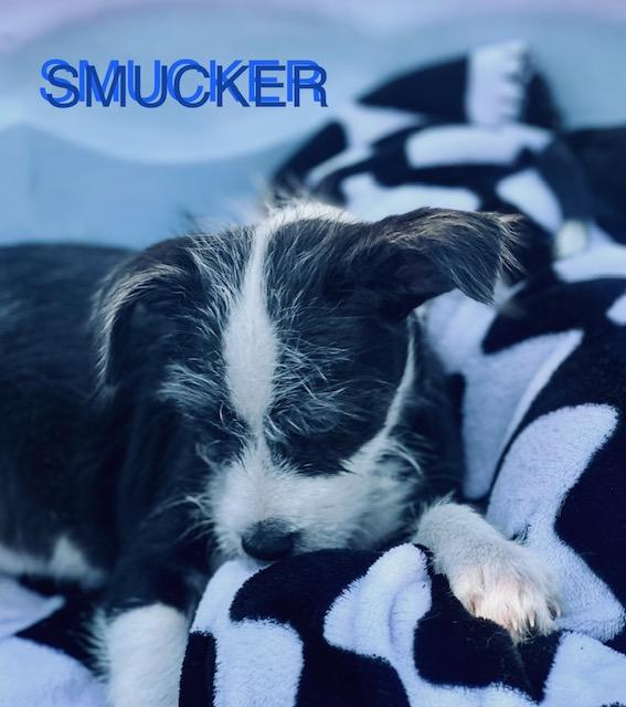 Smucker, a Adoptable mixed breed in Tempe, AZ image 2/2