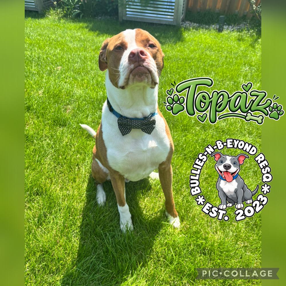 Topaz, Adoptable, Adult Male American Bulldog.