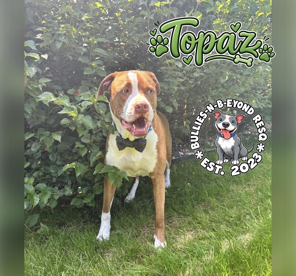 Enlarge Topaz, a Adoptable American Bulldog in Omaha, NE image 2/6