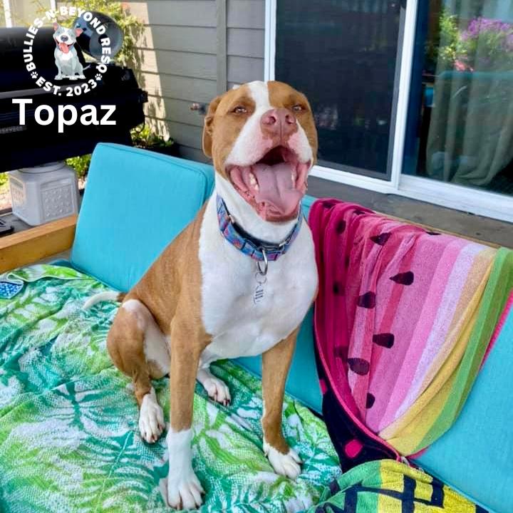 Topaz, a Adoptable American Bulldog in Omaha, NE image 1/6