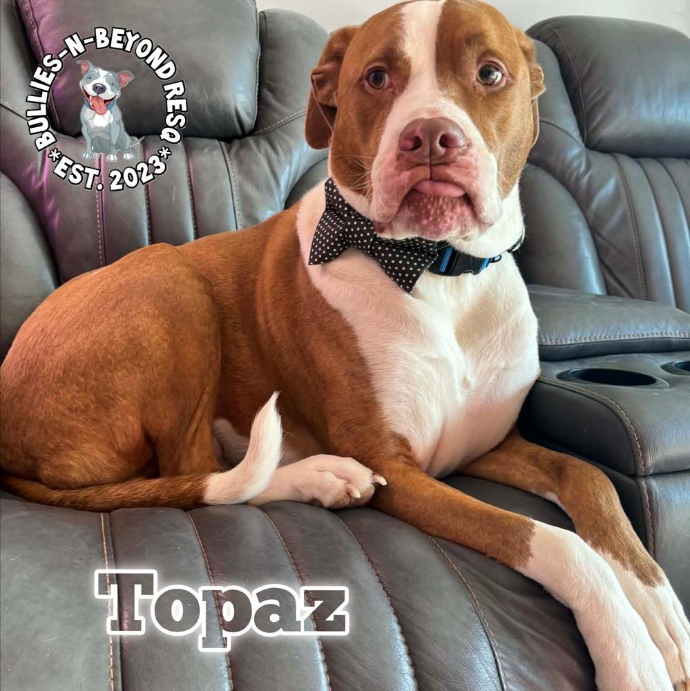Topaz, a Adoptable American Bulldog in Omaha, NE image 2/6