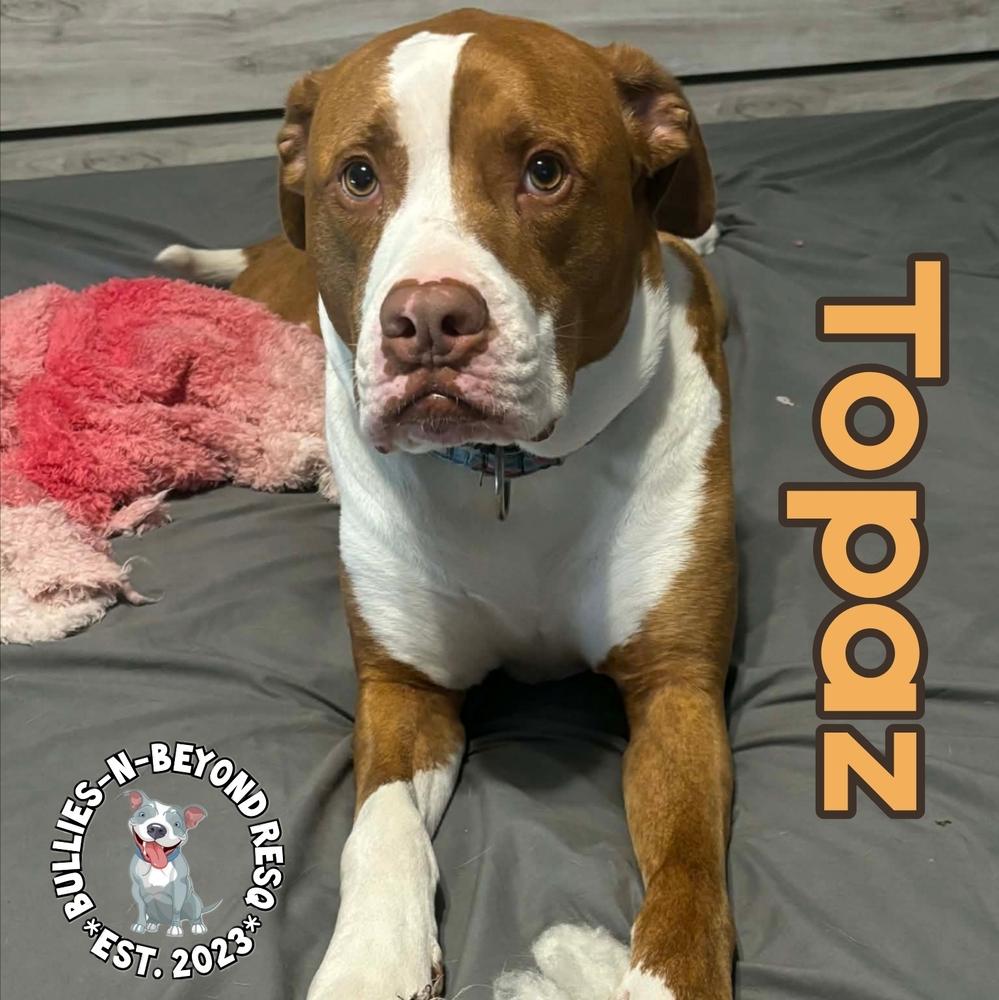 Topaz, a Adoptable American Bulldog in Omaha, NE image 3/6