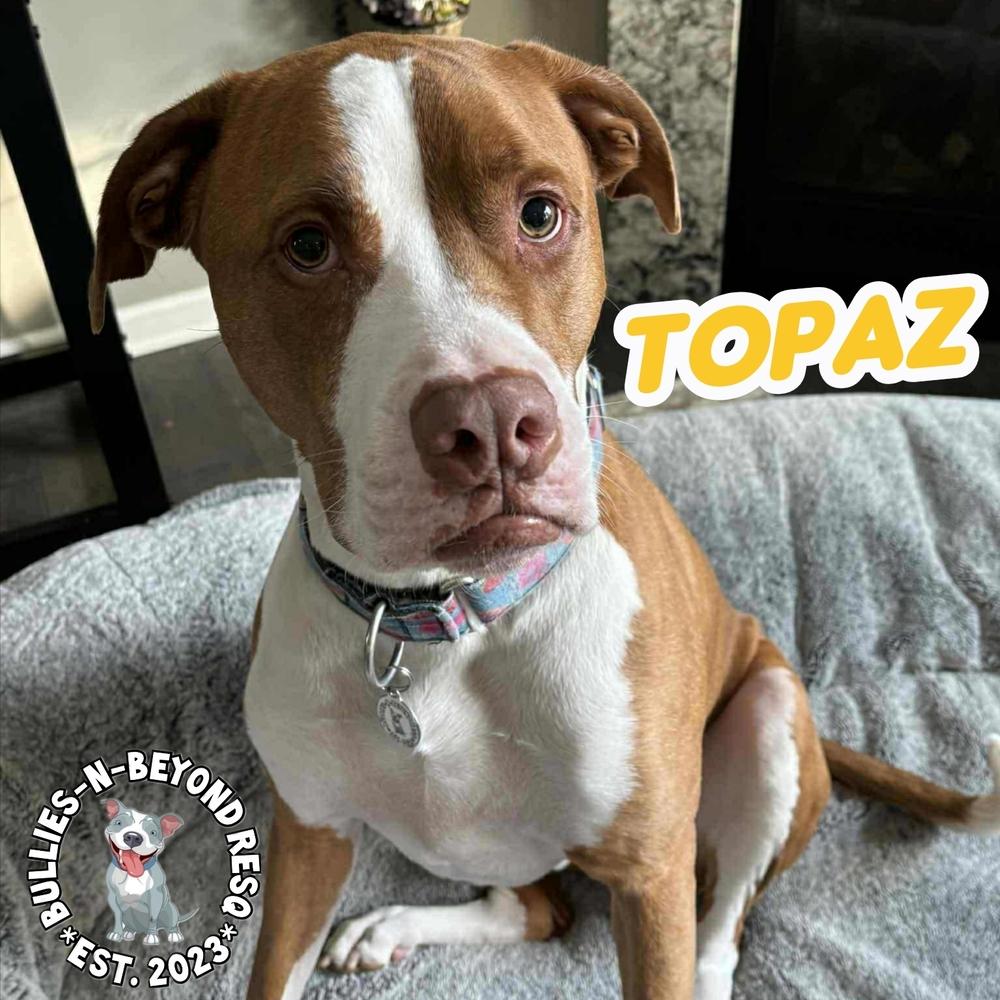 Topaz, a Adoptable American Bulldog in Omaha, NE image 4/6