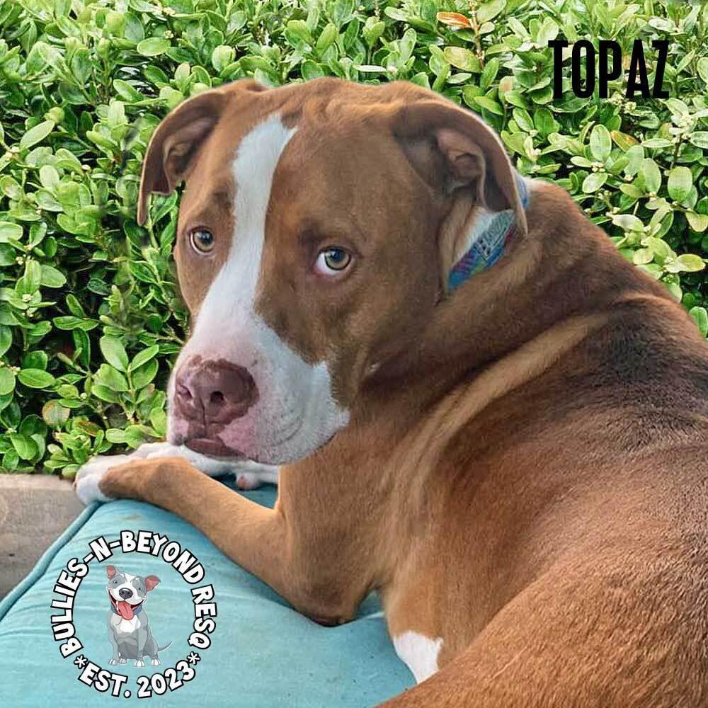 Topaz, a Adoptable American Bulldog in Omaha, NE image 2/6
