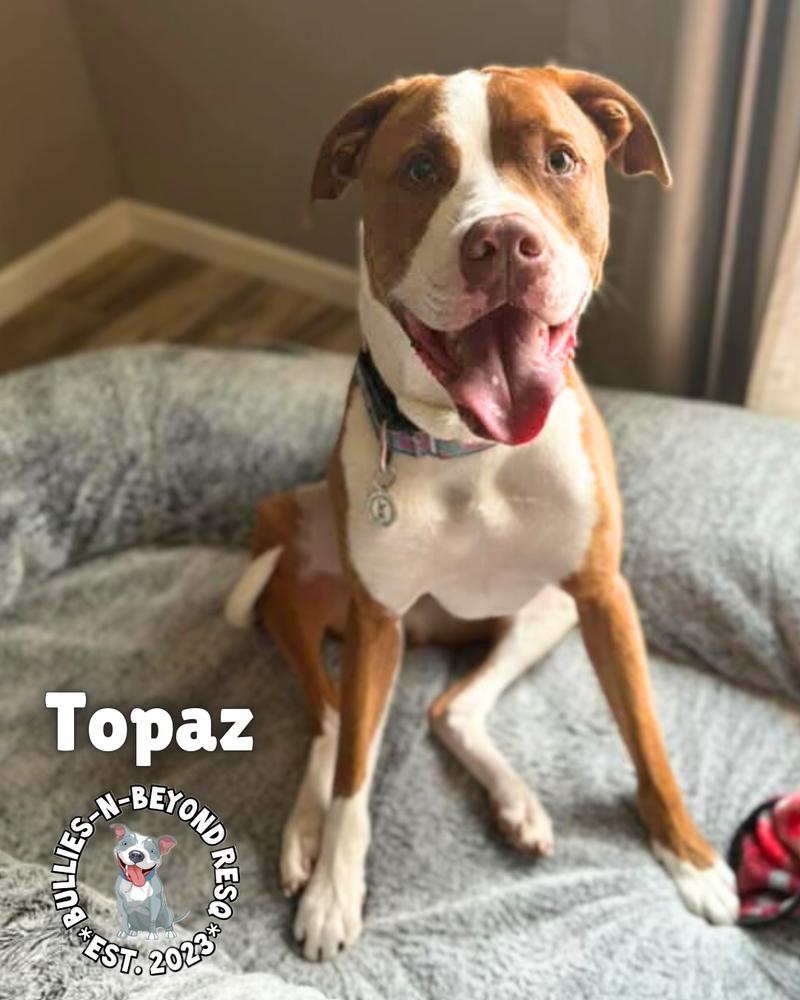 Topaz, a Adoptable American Bulldog in Omaha, NE image 5/6