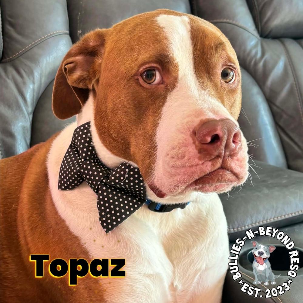 Topaz, a Adoptable American Bulldog in Omaha, NE image 6/6