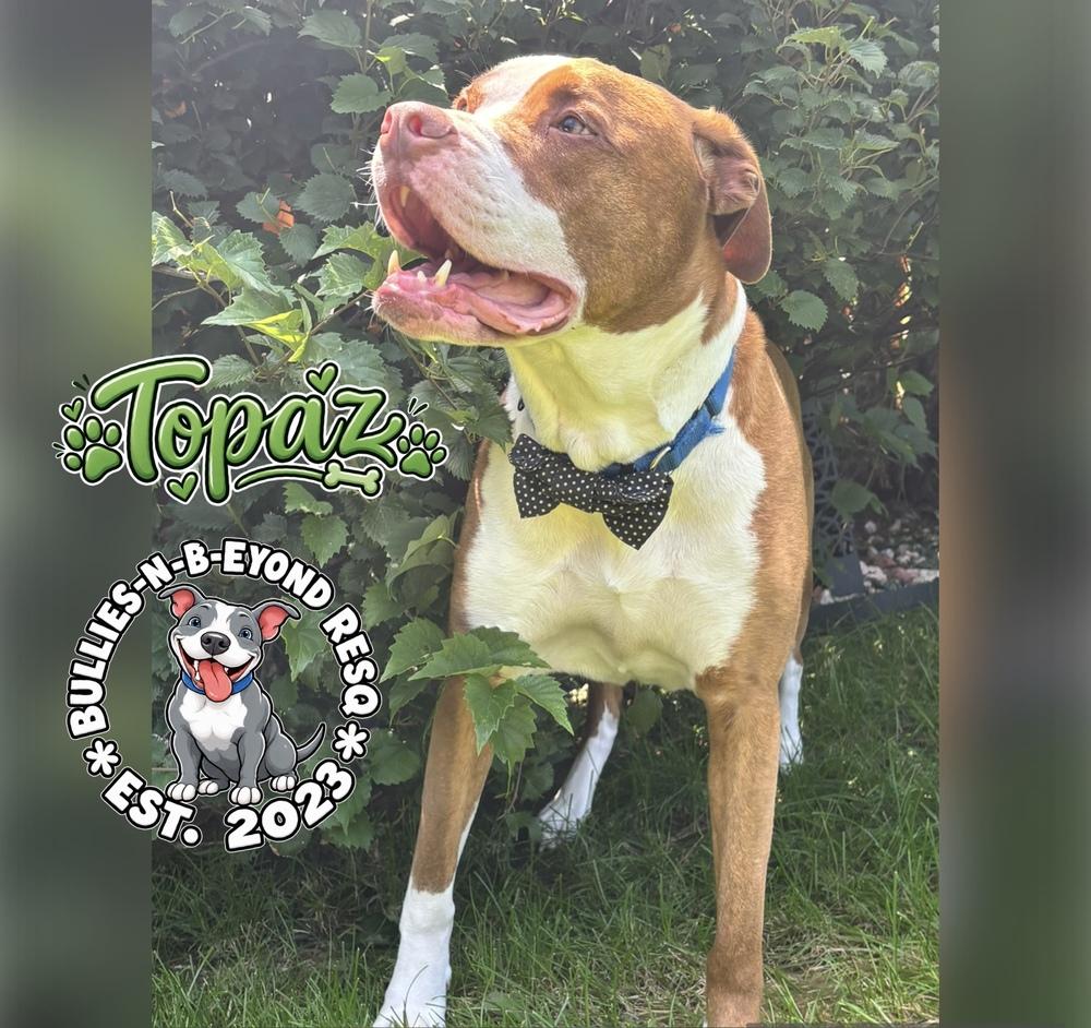 Enlarge Topaz, a Adoptable American Bulldog in Omaha, NE image 6/6