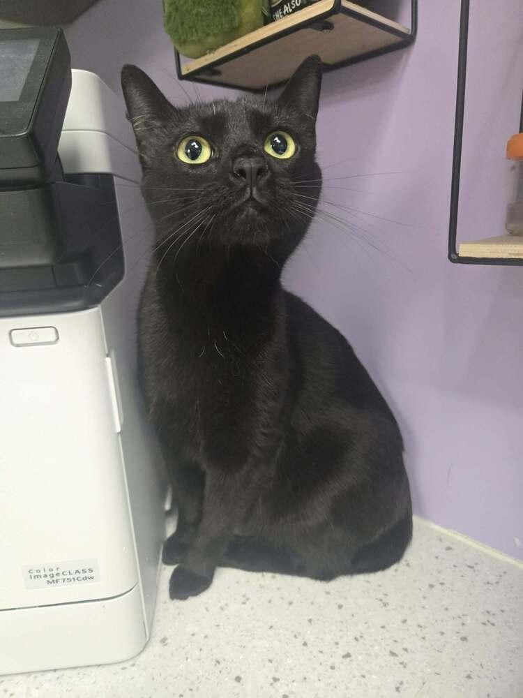 Lil One, Adoptable, Young Female Domestic Short Hair.