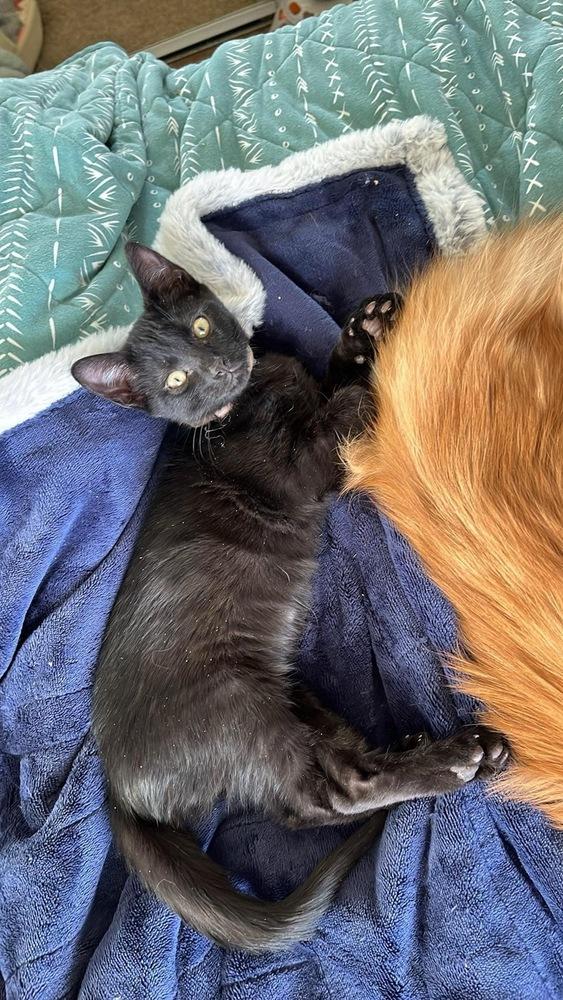 Enlarge Lil One, a Adoptable mixed breed in tucson, AZ image 2/5