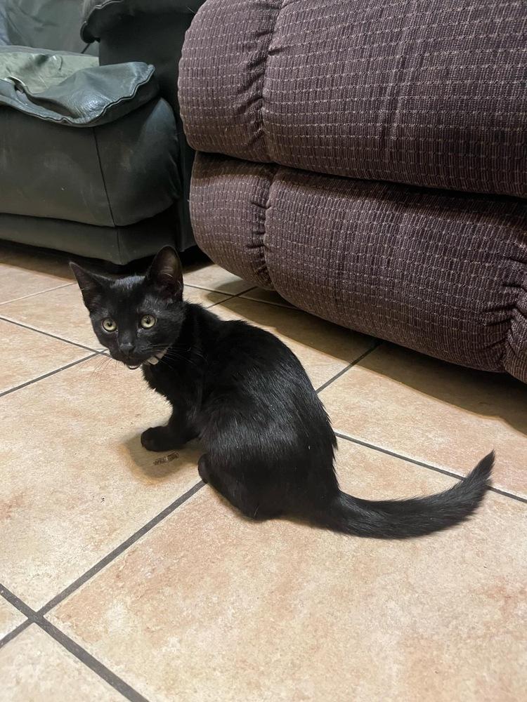 Enlarge Lil One, a Adoptable mixed breed in tucson, AZ image 3/5