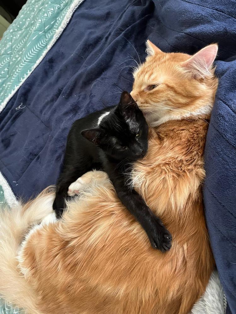 Enlarge Lil One, a Adoptable mixed breed in tucson, AZ image 4/5