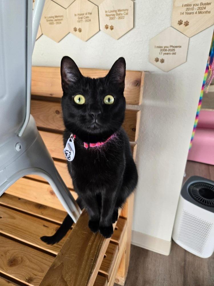 Enlarge Lil One, a Adoptable mixed breed in tucson, AZ image 5/6