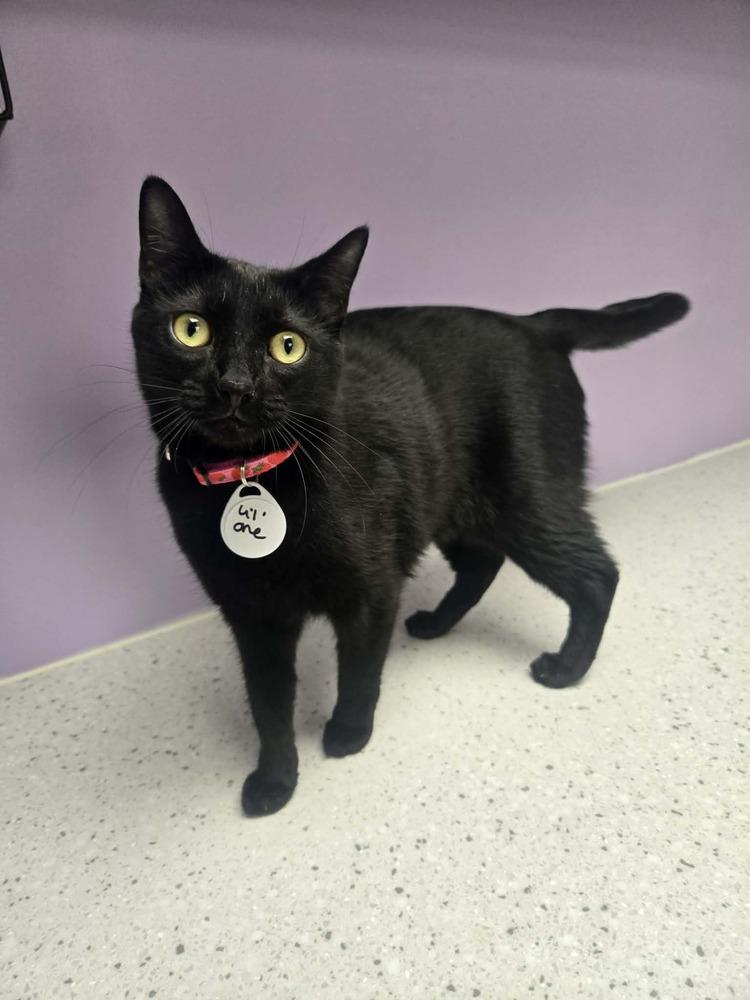 Enlarge Lil One, a Adoptable mixed breed in tucson, AZ image 5/5