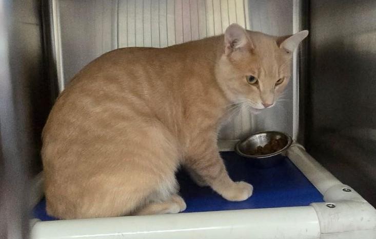 Enlarge Trever, a Adoptable Domestic Short Hair in Wahpeton, ND image 1/1