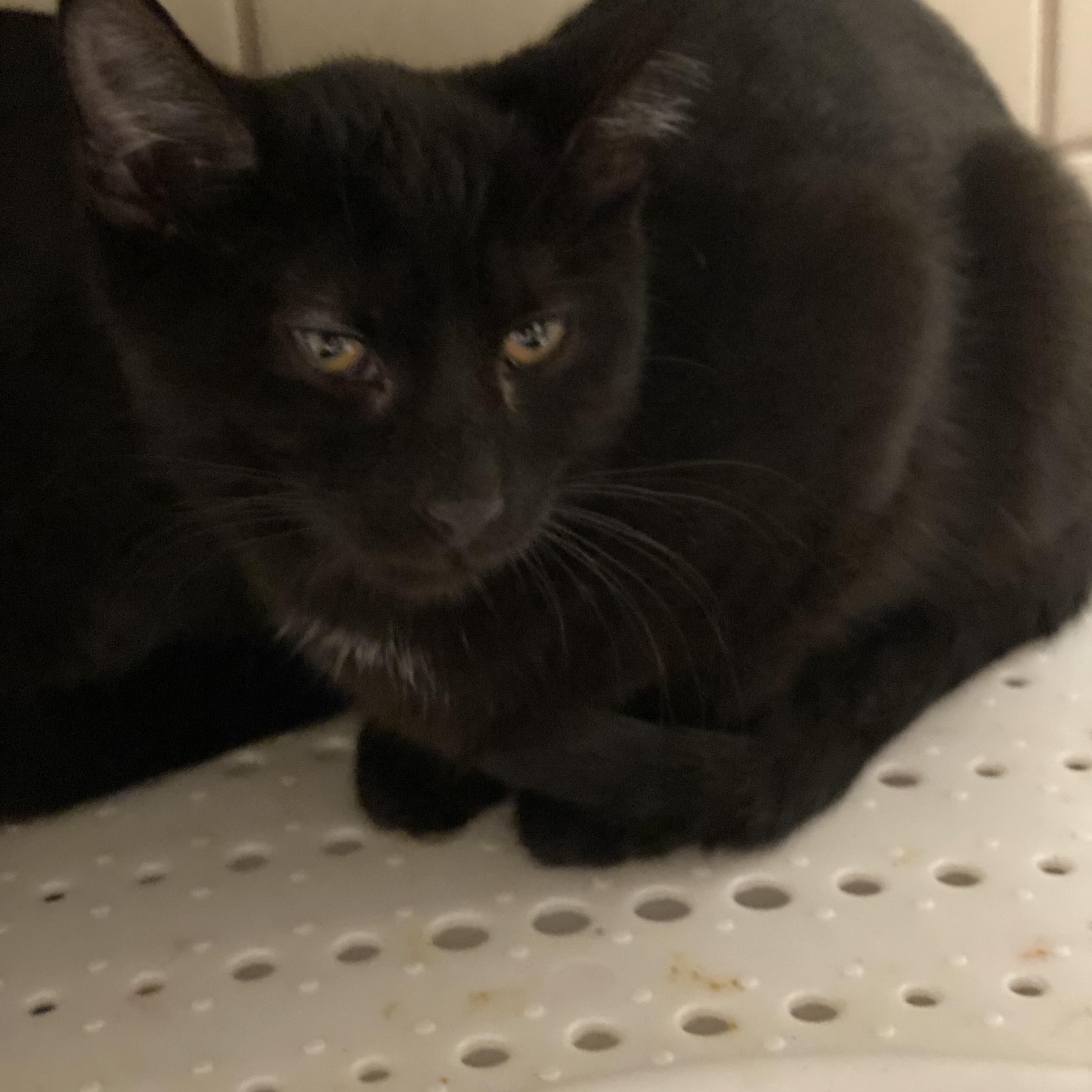 Enlarge Khiari, a Adoptable Domestic Short Hair in Buffalo, NY image 1/1