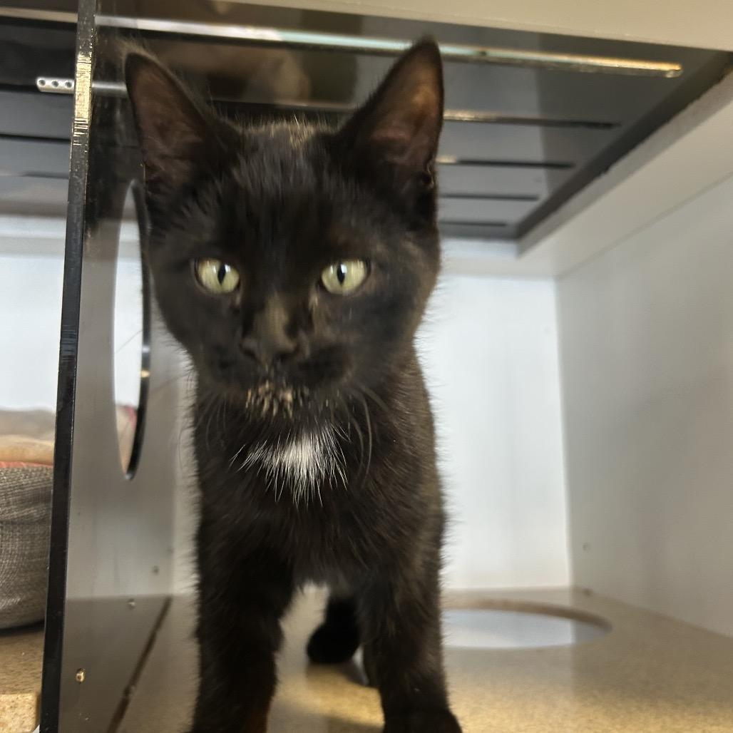 Soda, Adoptable, Kitten Male Domestic Short Hair.