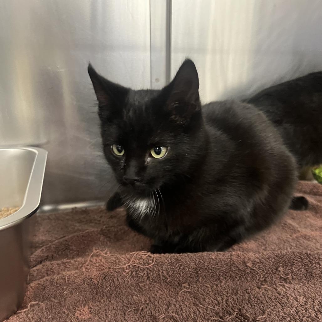 Soda, Adoptable, Kitten Male Domestic Short Hair.