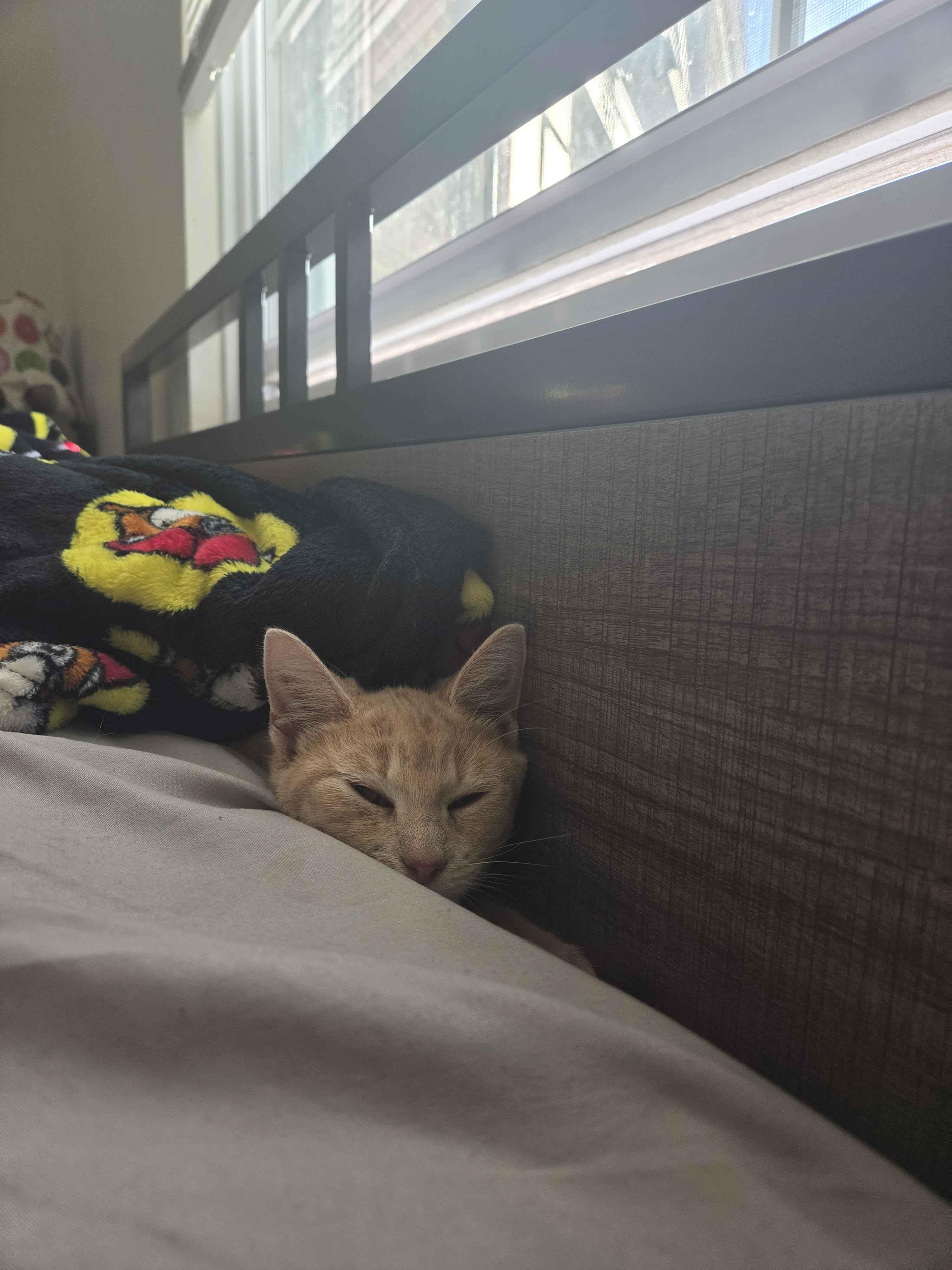 Enlarge Knox, a Adoptable Domestic Short Hair in Cleveland Heights, OH image 2/2