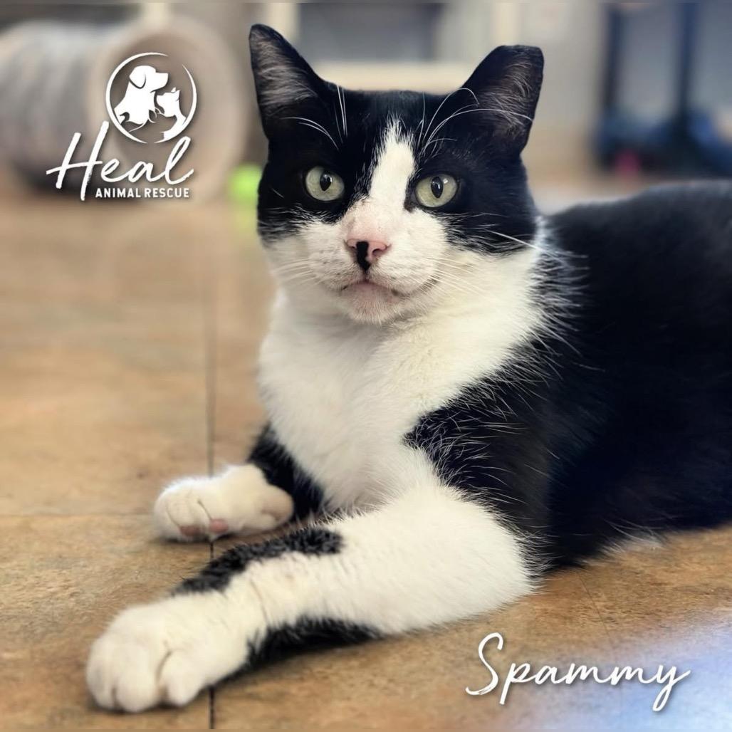 Enlarge Spammy, a Adoptable Domestic Short Hair image 1/3