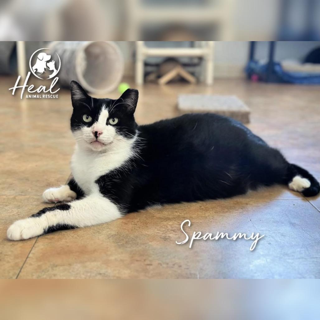 Enlarge Spammy, a Adoptable Domestic Short Hair image 2/3