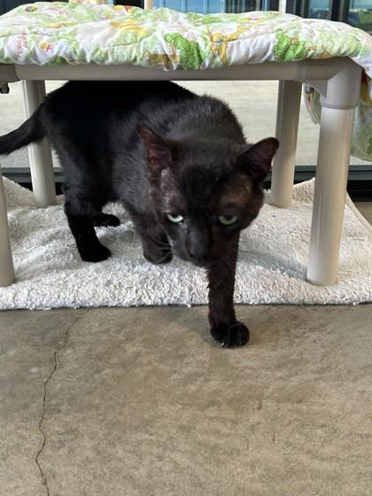 Enlarge Pete, a Adoptable Domestic Short Hair in Hamilton, MT image 2/2