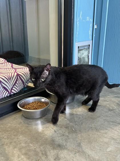 Pete, Adoptable, Senior Male Domestic Short Hair.