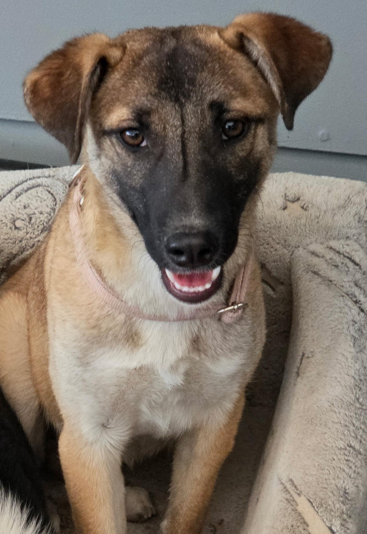 Anne, Adoptable, Puppy Female Shepherd & Mixed Breed.
