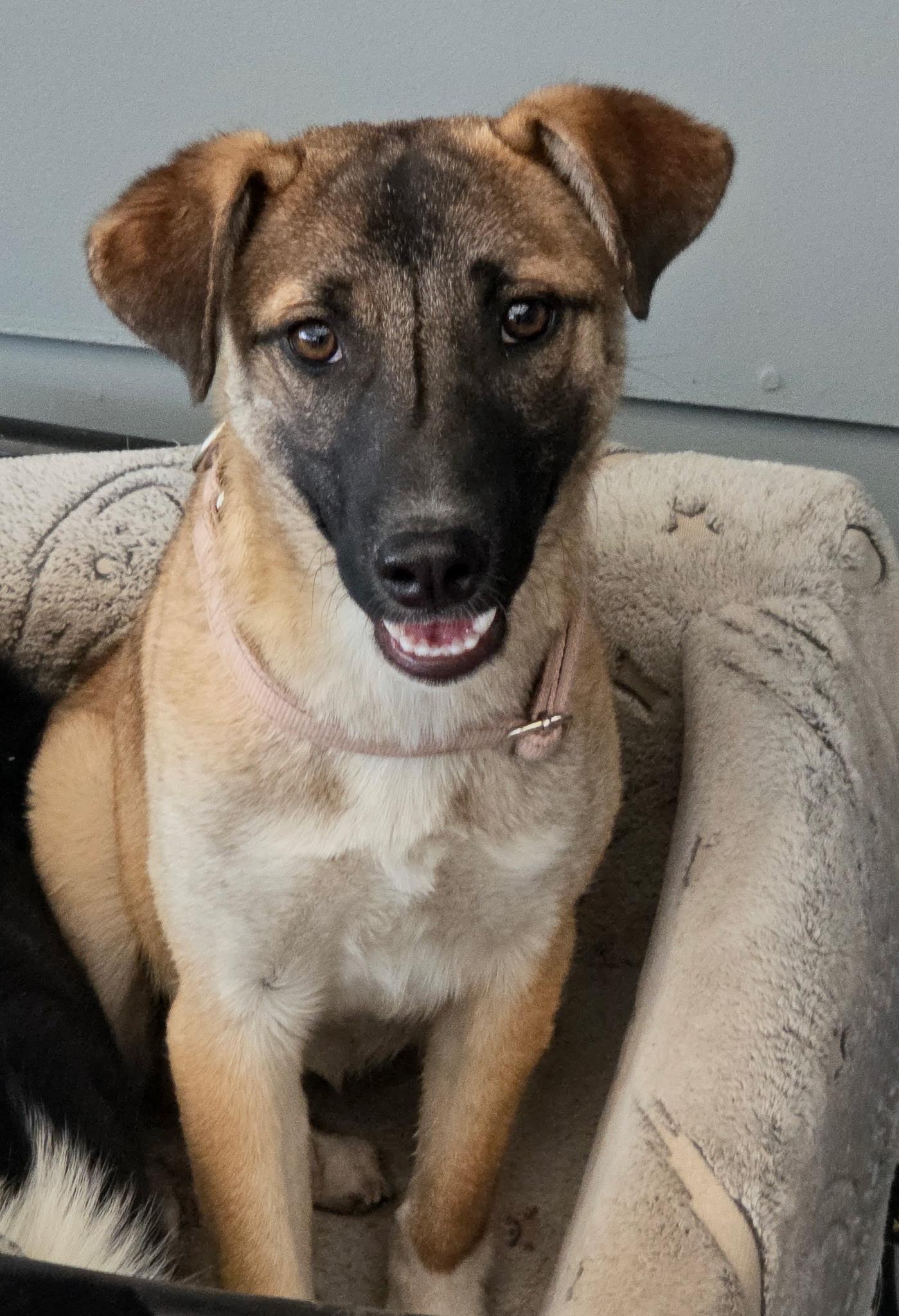 Enlarge Anne, a Adoptable mixed breed in Riverton, WY image 2/3