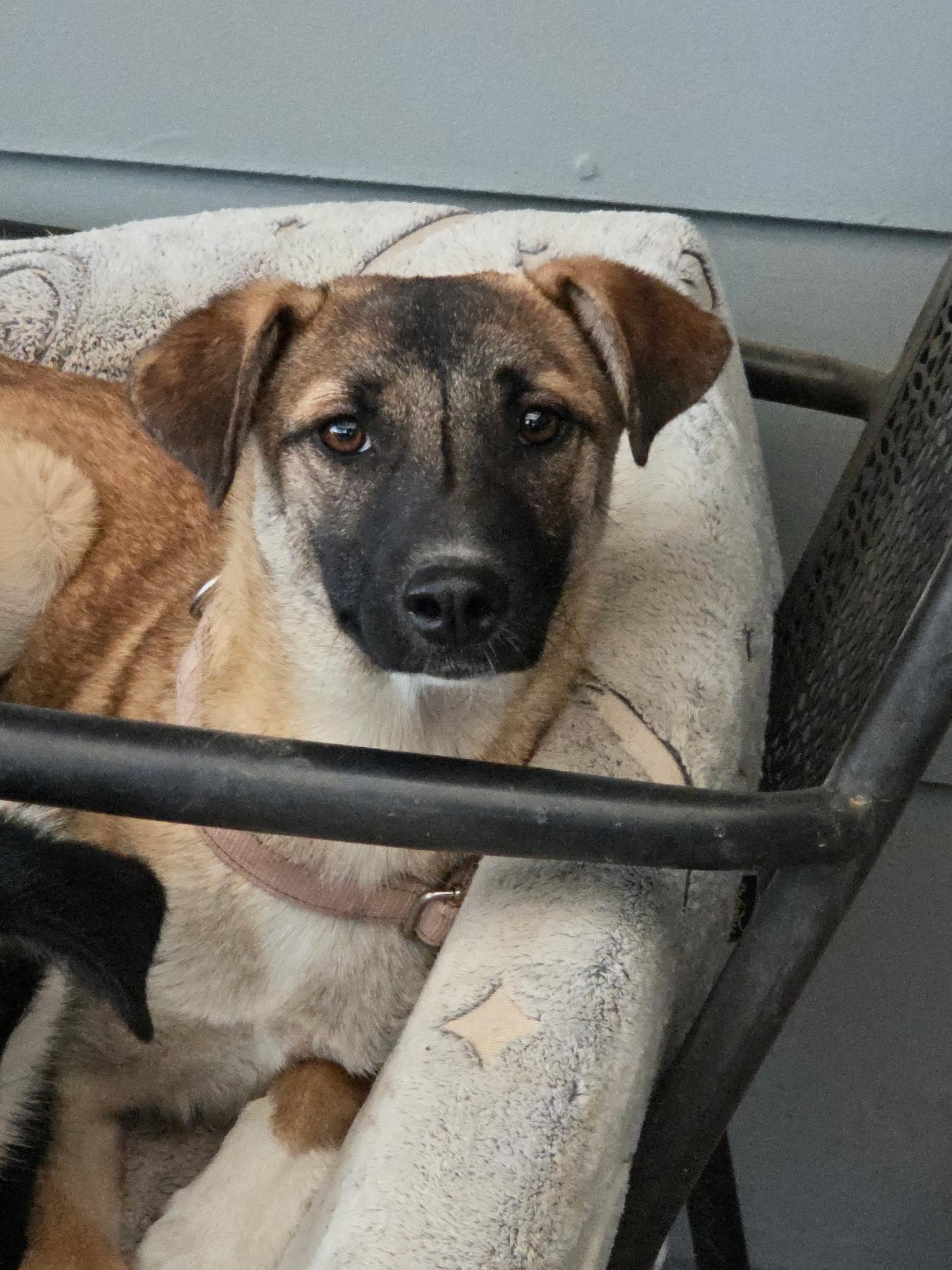 Enlarge Anne, a Adoptable mixed breed in Riverton, WY image 3/3