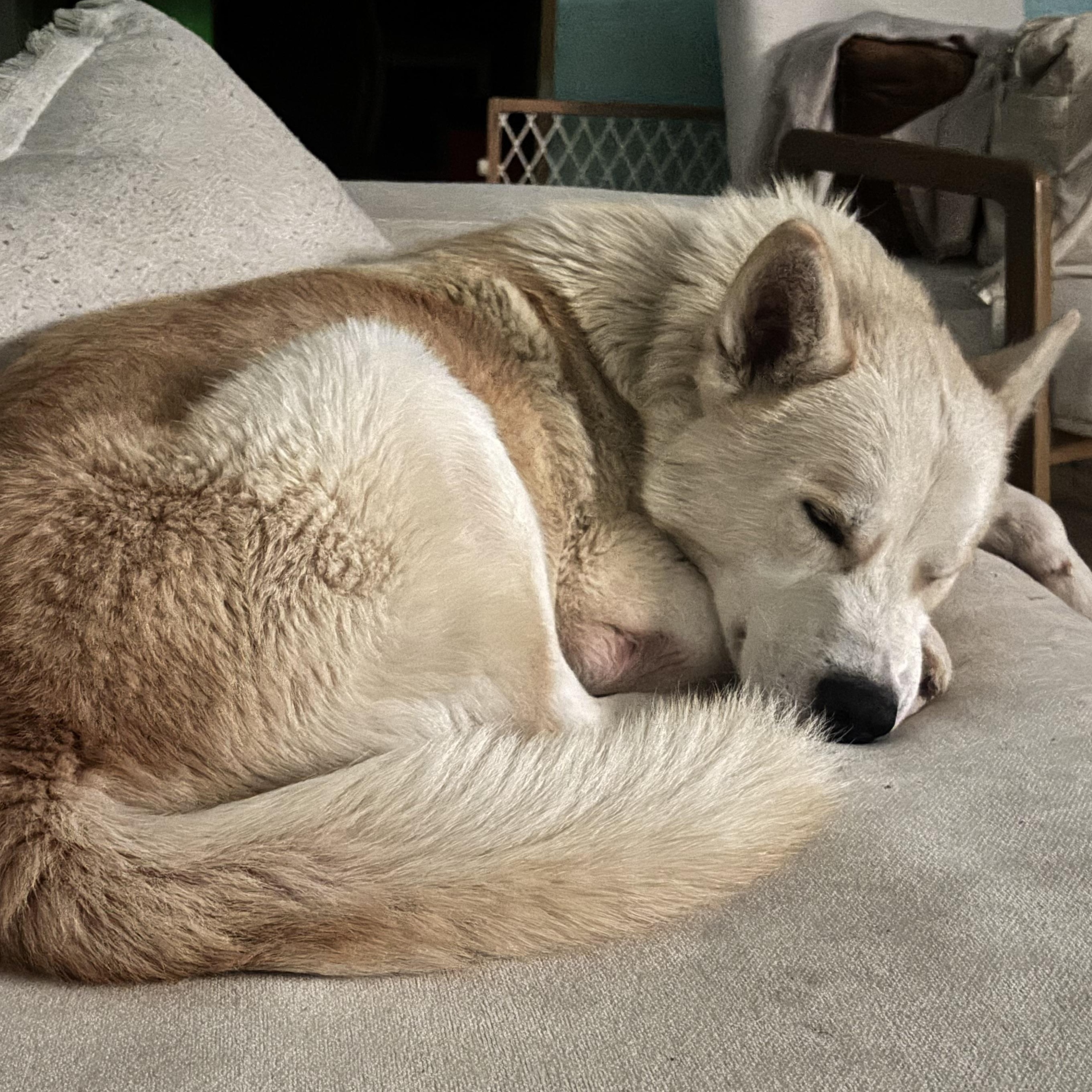 Banjo — thumbnail 5