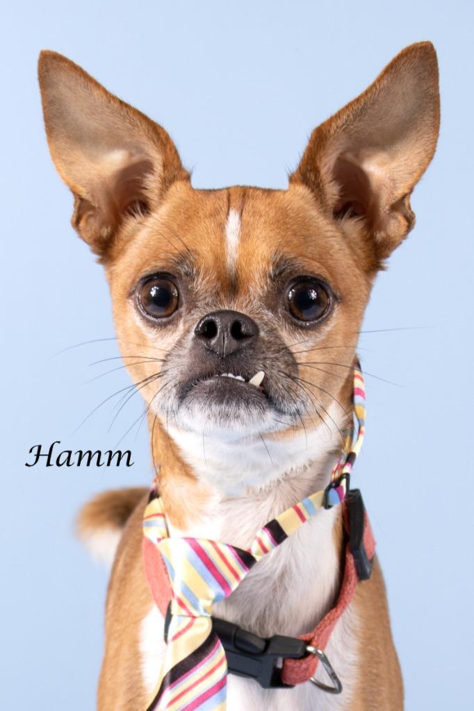 Hamm, Adoptable, Young Male Chihuahua & Pug.