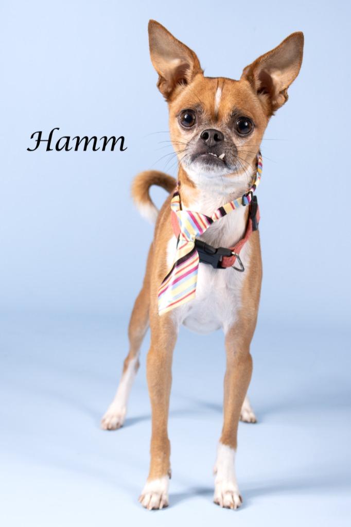 Enlarge Hamm, a Adoptable mixed breed in Gilbert, AZ image 2/2
