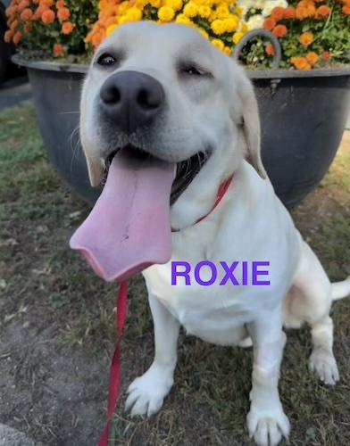 Roxie #9