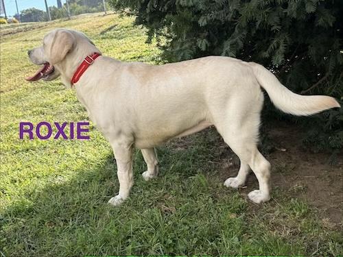 Roxie #9