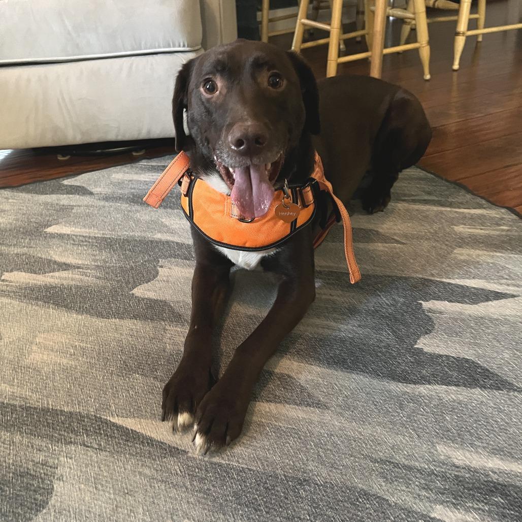 Hershey, a Adoptable mixed breed in Nashville, TN image 1/6