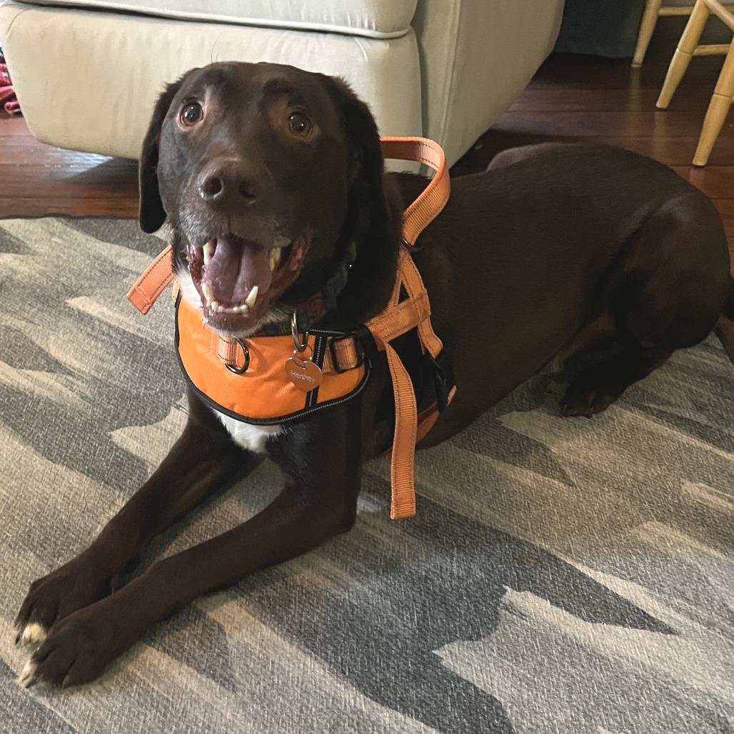 Hershey, a Adoptable mixed breed in Nashville, TN image 2/6