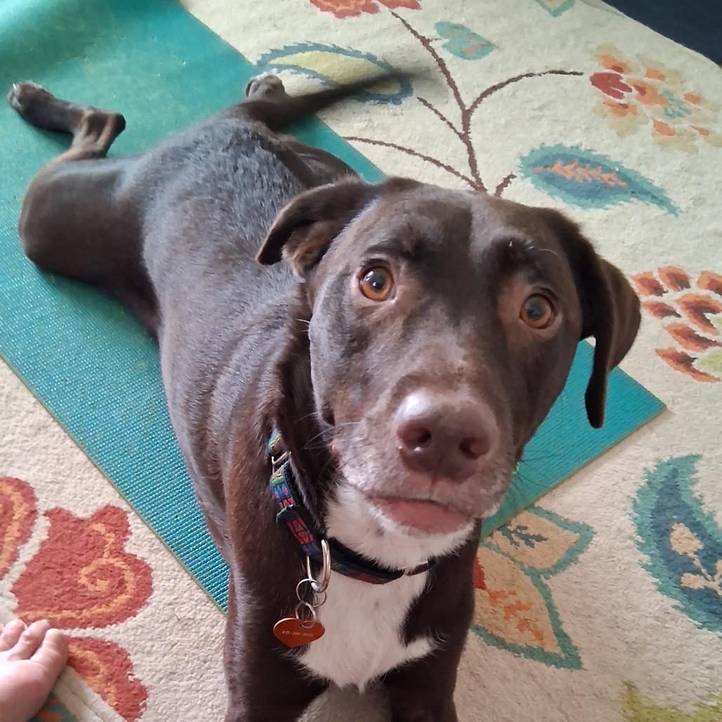 Hershey, a Adoptable mixed breed in Nashville, TN image 3/6