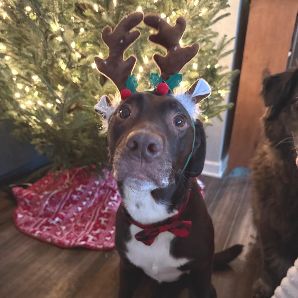 Hershey, a Adoptable mixed breed in Nashville, TN image 4/6