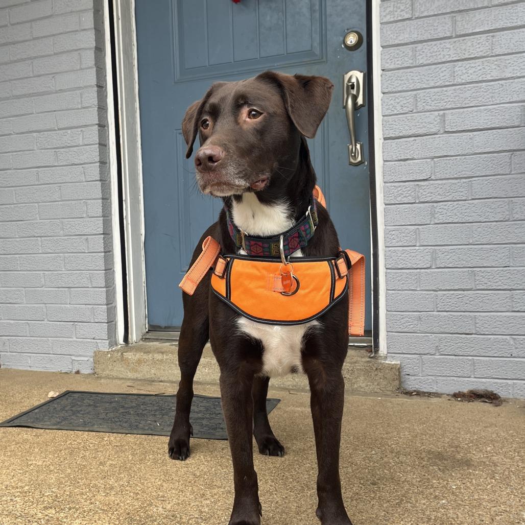 Hershey, a Adoptable mixed breed in Nashville, TN image 5/6