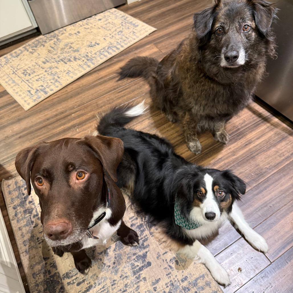 Hershey, a Adoptable mixed breed in Nashville, TN image 6/6