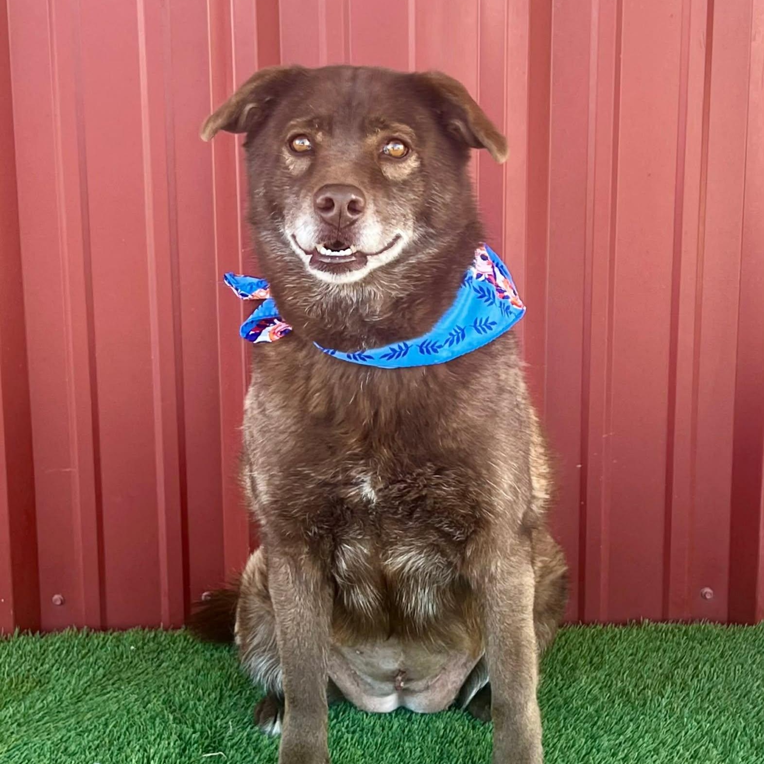Enlarge Corra, a ADOPTABLE mixed breed in Potomac, MD image 4/4
