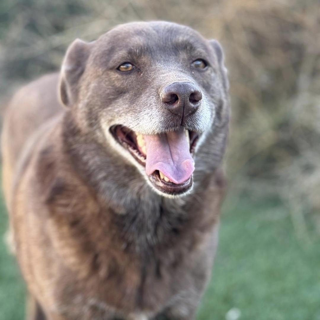 Enlarge Corra, a ADOPTABLE mixed breed in Potomac, MD image 1/4