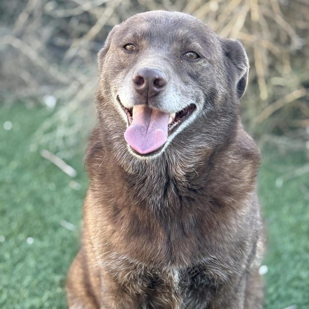 Enlarge Corra, a ADOPTABLE mixed breed in Potomac, MD image 3/4