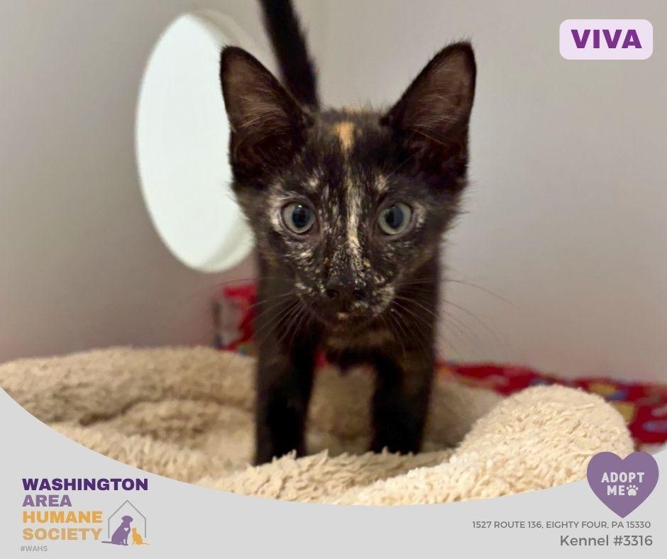 Viva, adoptable, Kitten Female Domestic Long Hair.