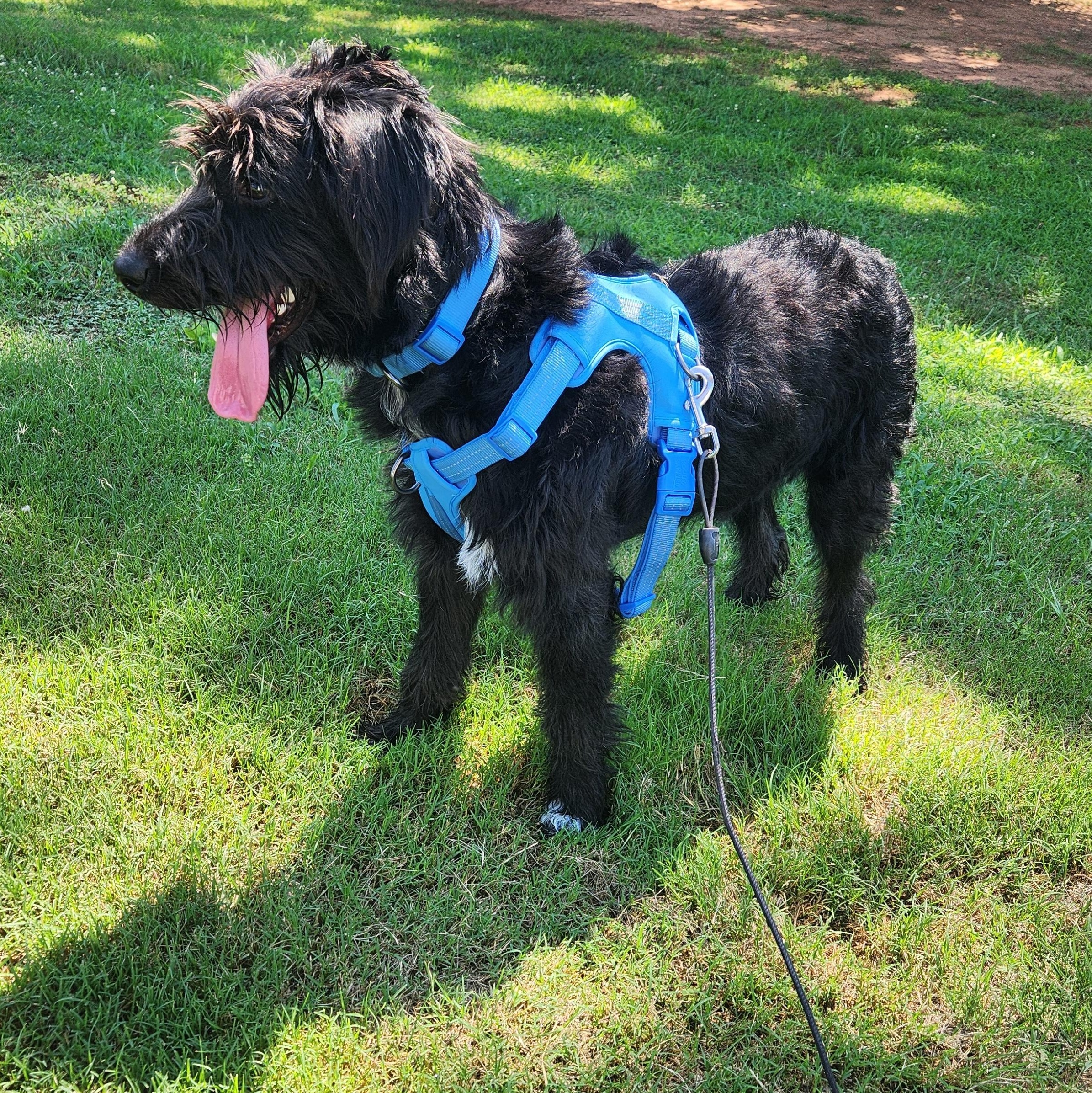 Hershey, an adopted mixed breed in Buford, GA image 6/6