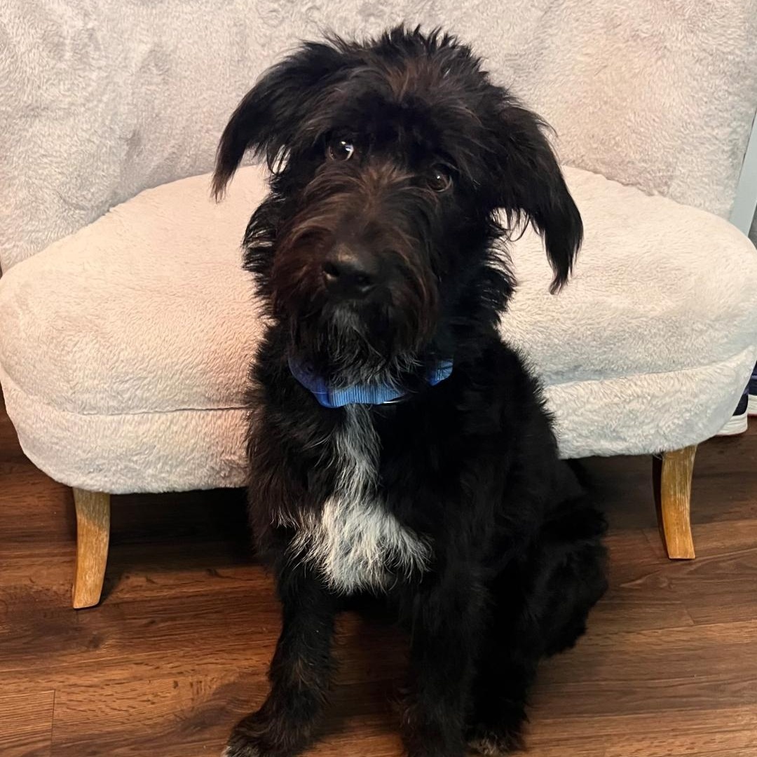 Hershey, adopted, Puppy Male Labradoodle & Standard Poodle.